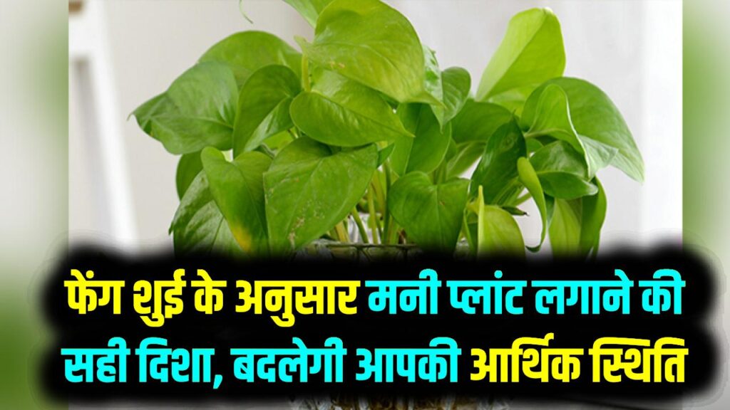 फेंग शुई के अनुसार मनी प्लांट लगाने की सही दिशा, इस कोने में रखते ही बदलेगी आपकी आर्थिक स्थिति 1 फेंग शुई के अनुसार मनी प्लांट लगाने की सही दिशा, इस कोने में रखते ही बदलेगी आपकी आर्थिक स्थिति