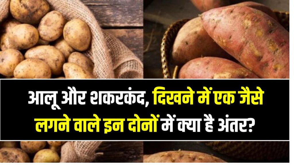आलू और शकरकंद का वैज्ञानिक सच, दिखने में एक जैसे लगने वाले इन दोनों में क्या है जमीन-आसमान का अंतर? 1 आलू और शकरकंद का वैज्ञानिक सच, दिखने में एक जैसे लगने वाले इन दोनों में क्या है जमीन-आसमान का अंतर?