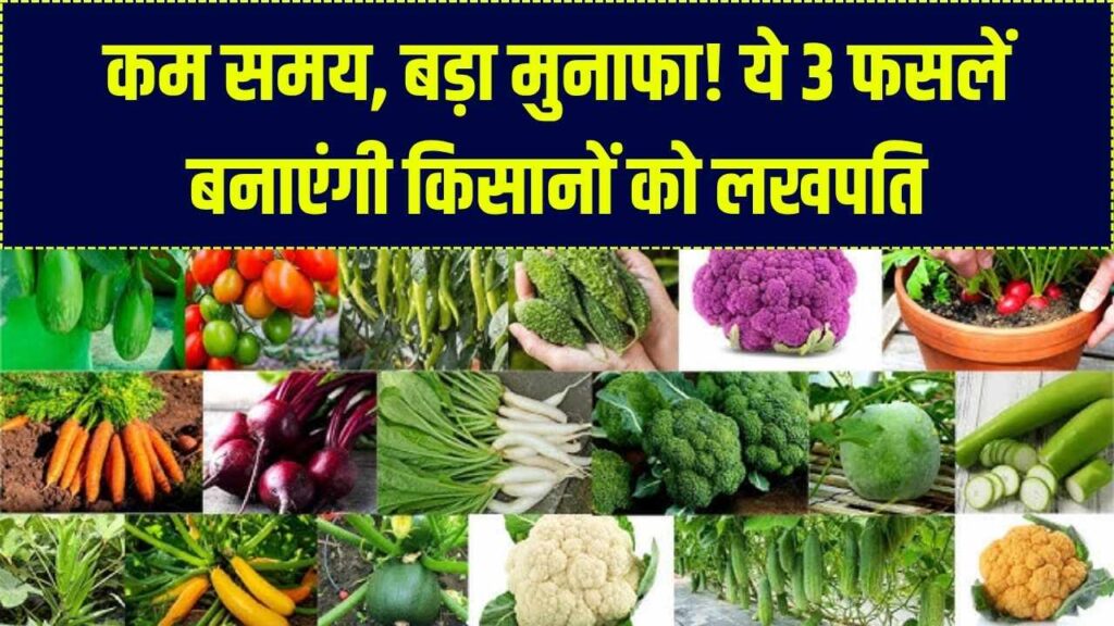 किसानों को 3-4 महीने में 'लखपति' बना देंगी ये 3 खास फसलें; कृषि विभाग ने बताया मुनाफे का फॉर्मूला