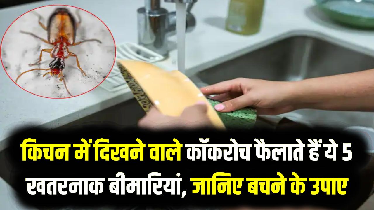 सावधान! किचन में दिखने वाले कॉकरोच फैलाते हैं ये 5 खतरनाक बीमारियां, हल्के में लिया तो अस्पताल के चक्कर काटते रह जाएंगे