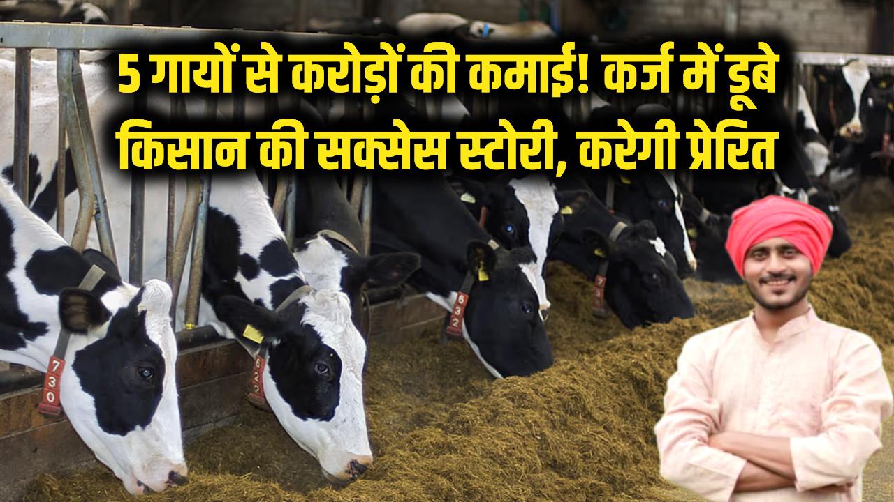 5 गायों से खड़ा किया करोड़ों का साम्राज्य! कर्ज में डूबे किसान की ये 'सक्सेस स्टोरी' आपको भी कर देगी प्रेरित, जानें कमाई का सीक्रेट