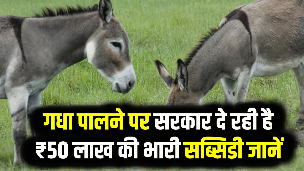 नौकरी छोड़िए, गधे पालिए! सरकार दे रही है ₹50 लाख की भारी सब्सिडी; जानें क्या है NLM स्कीम और कैसे शुरू करें अपना मुनाफे वाला बिजनेस