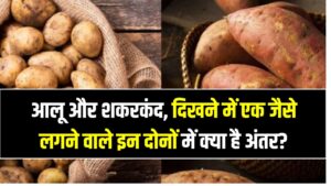 आलू और शकरकंद का वैज्ञानिक सच, दिखने में एक जैसे लगने वाले इन दोनों में क्या है जमीन-आसमान का अंतर?