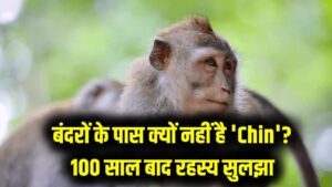 बंदरों के पास क्यों नहीं है 'ठोड़ी' (Chin)? सिर्फ इंसानों के चेहरे पर ही क्यों निकली यह हड्डी? वैज्ञानिकों ने 100 साल बाद सुलझाई पहेली